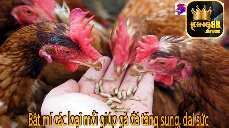 Bật mí các loại mồi giúp gà đá tăng sung, dai sức